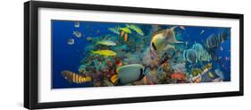 Coral and Fish in the Red Sea.Egypt-Irochka-Framed Photographic Print