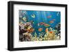 Coral and Fish in the Red Sea.Egypt-Irochka-Framed Photographic Print