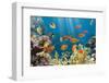 Coral and Fish in the Red Sea.Egypt-Irochka-Framed Photographic Print