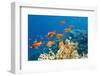 Coral and Fish in the Red Sea.Egypt-Irochka-Framed Photographic Print