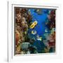 Coral and Fish in the Red Sea.Egypt-Irochka-Framed Photographic Print