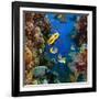 Coral and Fish in the Red Sea.Egypt-Irochka-Framed Photographic Print