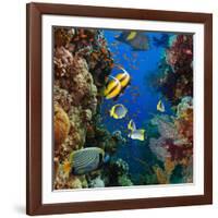 Coral and Fish in the Red Sea.Egypt-Irochka-Framed Photographic Print