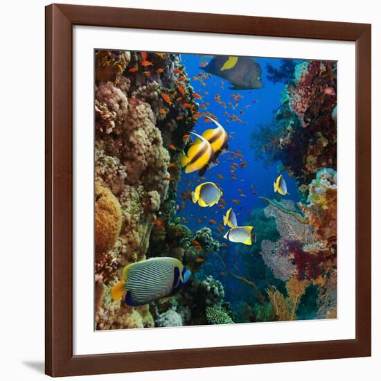 Coral and Fish in the Red Sea.Egypt-Irochka-Framed Photographic Print