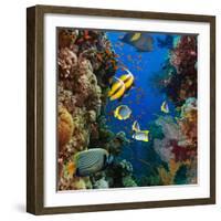 Coral and Fish in the Red Sea.Egypt-Irochka-Framed Photographic Print