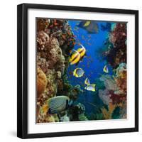 Coral and Fish in the Red Sea.Egypt-Irochka-Framed Photographic Print