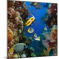 Coral and Fish in the Red Sea.Egypt-Irochka-Mounted Photographic Print