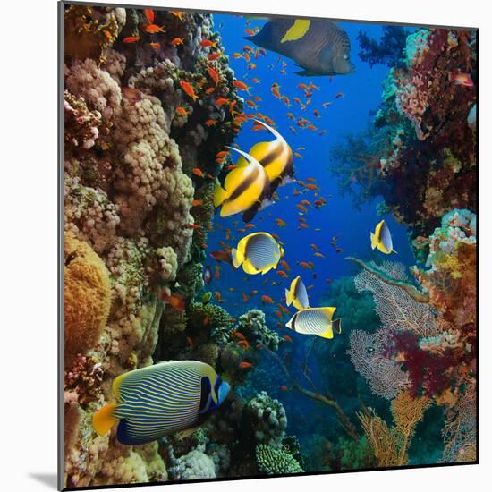 Coral and Fish in the Red Sea.Egypt-Irochka-Mounted Photographic Print