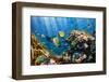 Coral and Fish in the Red Sea.Egypt-Irochka-Framed Photographic Print