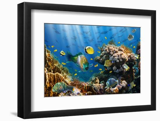 Coral and Fish in the Red Sea.Egypt-Irochka-Framed Photographic Print