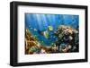 Coral and Fish in the Red Sea.Egypt-Irochka-Framed Photographic Print