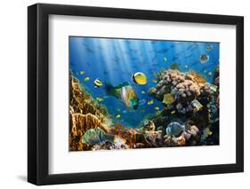 Coral and Fish in the Red Sea.Egypt-Irochka-Framed Photographic Print