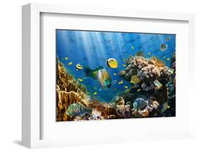 Coral and Fish in the Red Sea.Egypt-Irochka-Framed Photographic Print