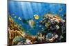 Coral and Fish in the Red Sea.Egypt-Irochka-Mounted Photographic Print