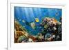 Coral and Fish in the Red Sea.Egypt-Irochka-Framed Photographic Print