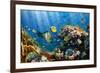 Coral and Fish in the Red Sea.Egypt-Irochka-Framed Photographic Print