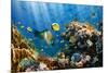 Coral and Fish in the Red Sea.Egypt-Irochka-Mounted Photographic Print