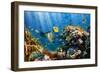 Coral and Fish in the Red Sea.Egypt-Irochka-Framed Photographic Print