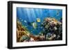 Coral and Fish in the Red Sea.Egypt-Irochka-Framed Photographic Print