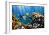 Coral and Fish in the Red Sea.Egypt-Irochka-Framed Photographic Print