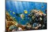 Coral and Fish in the Red Sea.Egypt-Irochka-Mounted Photographic Print