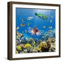 Coral and Fish in the Red Sea.Egypt-Irochka-Framed Photographic Print