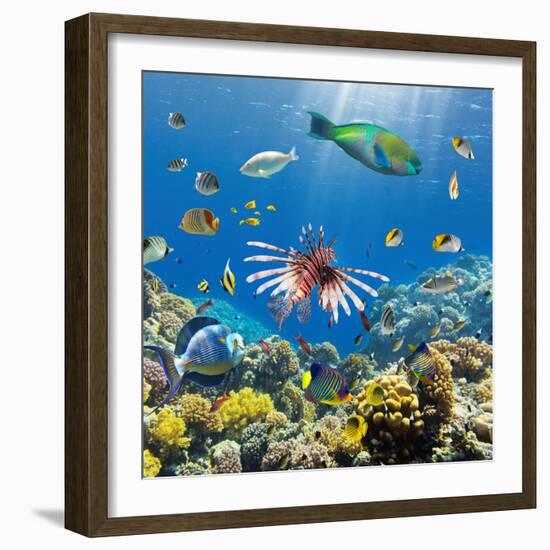 Coral and Fish in the Red Sea.Egypt-Irochka-Framed Photographic Print