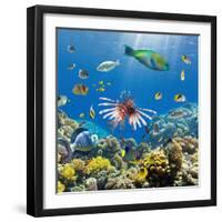 Coral and Fish in the Red Sea.Egypt-Irochka-Framed Photographic Print