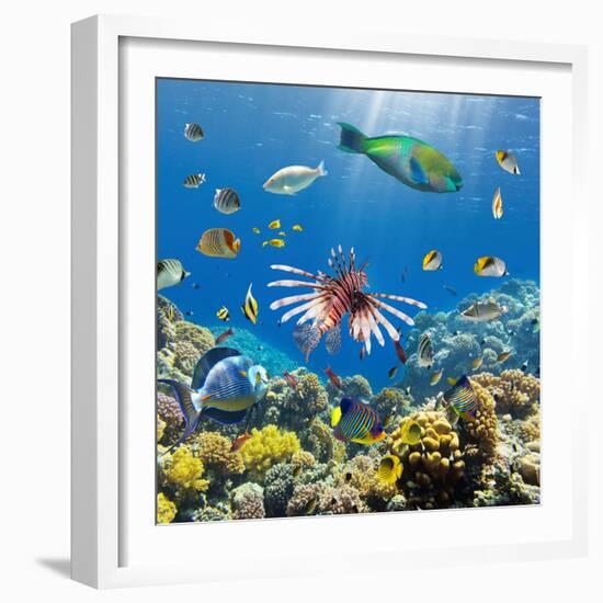 Coral and Fish in the Red Sea.Egypt-Irochka-Framed Photographic Print