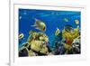 Coral and Fish in the Red Sea.Egypt-Irochka-Framed Photographic Print