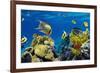 Coral and Fish in the Red Sea.Egypt-Irochka-Framed Photographic Print