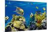 Coral and Fish in the Red Sea.Egypt-Irochka-Mounted Photographic Print