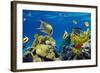 Coral and Fish in the Red Sea.Egypt-Irochka-Framed Photographic Print