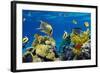 Coral and Fish in the Red Sea.Egypt-Irochka-Framed Photographic Print