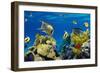 Coral and Fish in the Red Sea.Egypt-Irochka-Framed Photographic Print