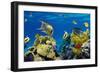 Coral and Fish in the Red Sea.Egypt-Irochka-Framed Photographic Print