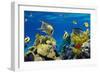 Coral and Fish in the Red Sea.Egypt-Irochka-Framed Photographic Print