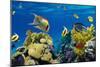 Coral and Fish in the Red Sea.Egypt-Irochka-Mounted Photographic Print