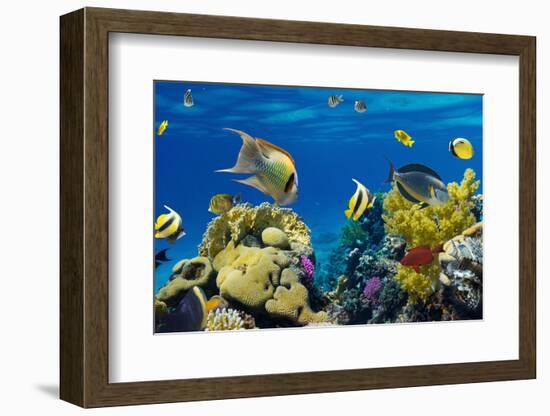 Coral and Fish in the Red Sea.Egypt-Irochka-Framed Photographic Print