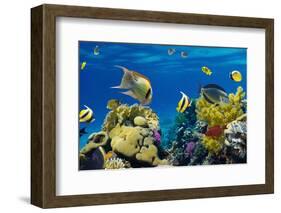 Coral and Fish in the Red Sea.Egypt-Irochka-Framed Photographic Print