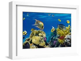 Coral and Fish in the Red Sea.Egypt-Irochka-Framed Photographic Print