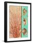 Coral and Sea Shells I-Lanie Loreth-Framed Art Print