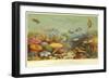 Coral Bank in the Red Sea-null-Framed Giclee Print