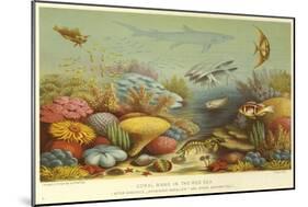 Coral Bank in the Red Sea-null-Mounted Giclee Print