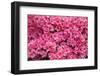 Coral Bells Azalea, Usa-Lisa S. Engelbrecht-Framed Photographic Print