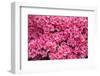 Coral Bells Azalea, Usa-Lisa S. Engelbrecht-Framed Photographic Print