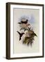 Coral-Billed Amazili, Amazilia Corallirostris-John Gould-Framed Giclee Print