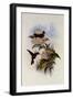 Coral-Billed Amazili, Amazilia Corallirostris-John Gould-Framed Giclee Print