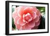 Coral Bloom-Anna Coppel-Framed Photographic Print