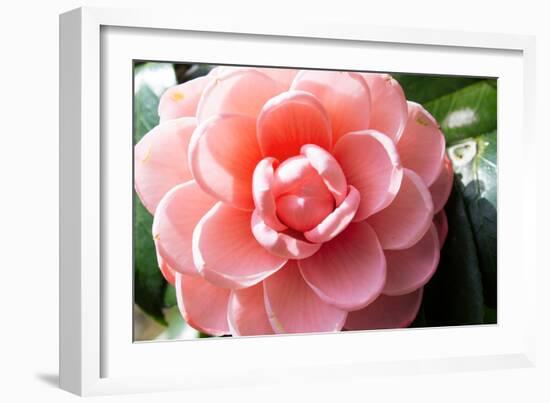 Coral Bloom-Anna Coppel-Framed Photographic Print